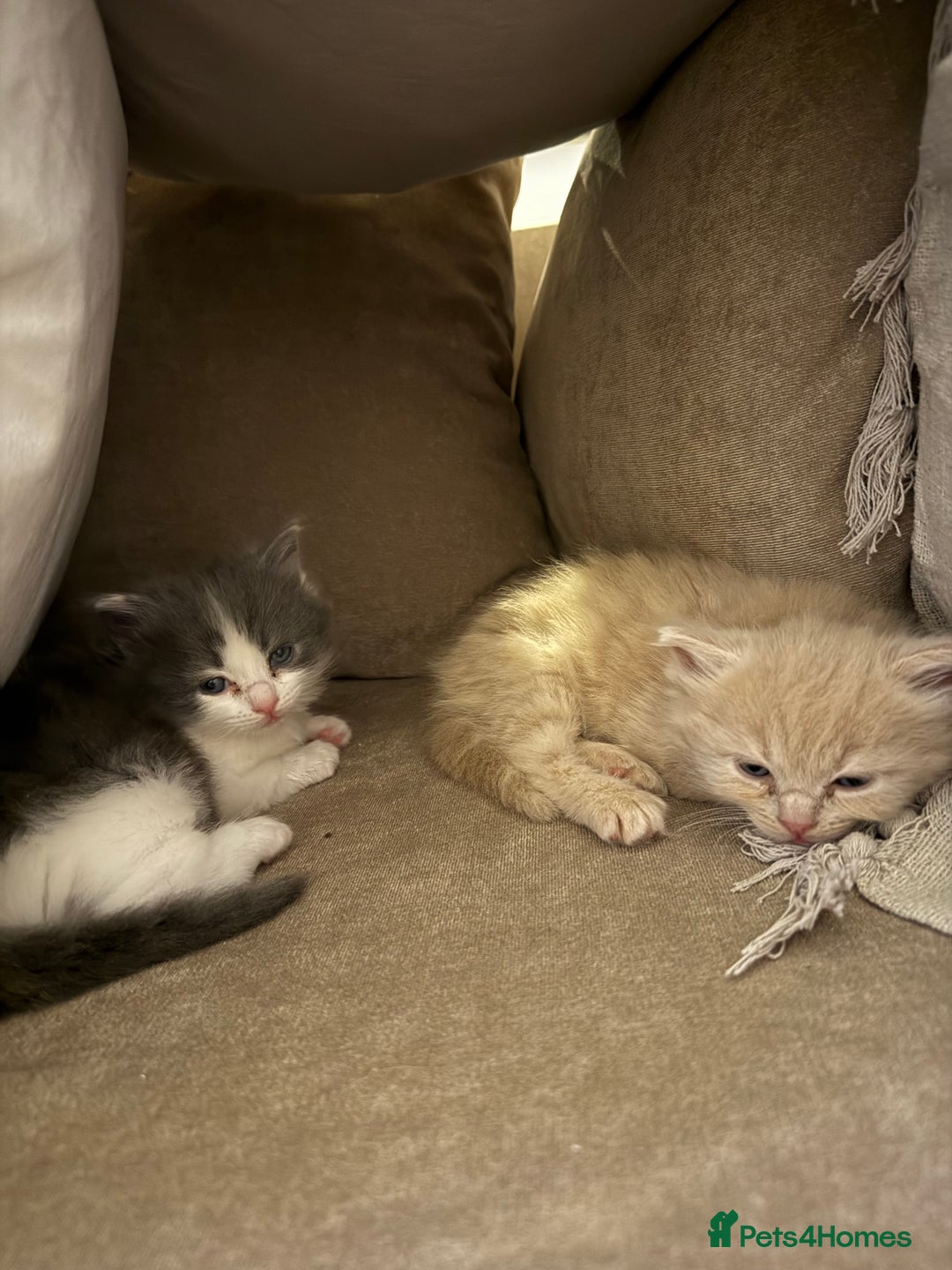 Ragdoll cats for sale: 🎄 Rare Ragdoll Kittens – Ready for Christmas! 🎄 - Advert 11