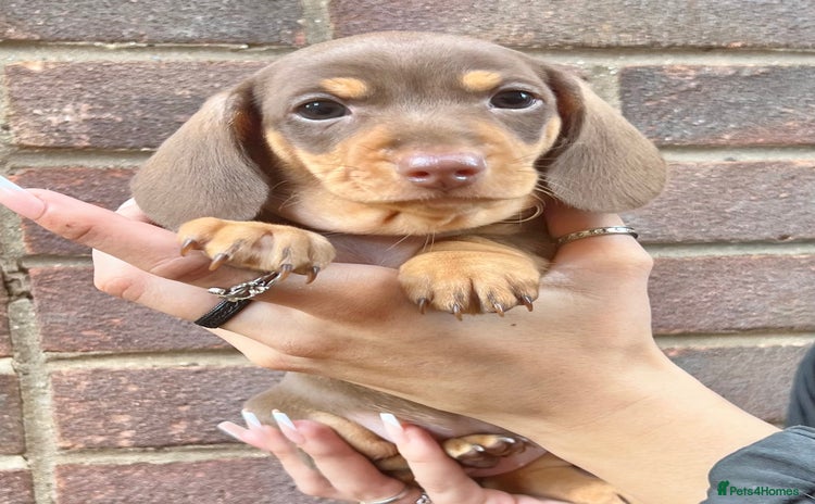 Miniature Dachshund dogs - Advert 2