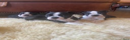 Boston Terrier dogs for stud: 🇺🇸 Boston Terrier For Stud 🇺🇸 in Croydon - Advert 5