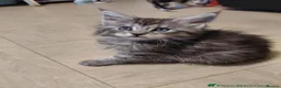 Maine Coon cats for sale: Cute Female Maine Coon ready for a loving home - Advert 2