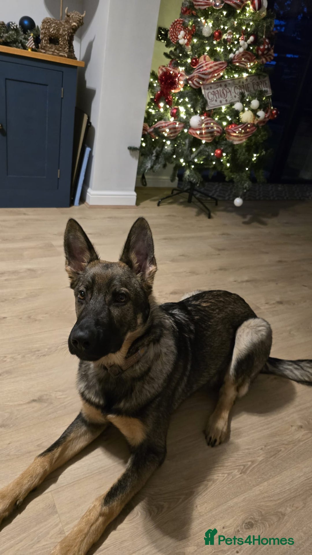 German Shepherd dogs for sale: 7 month old German Shepherd  - Advert 3