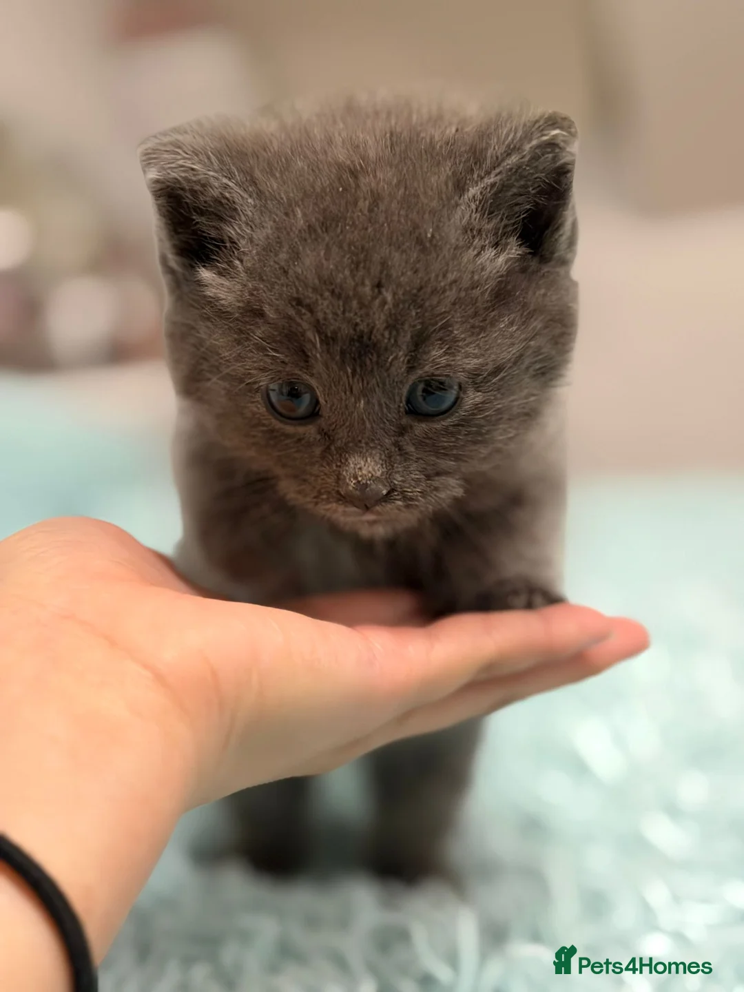 British Shorthair cats for sale: British shorthair  - Advert 3