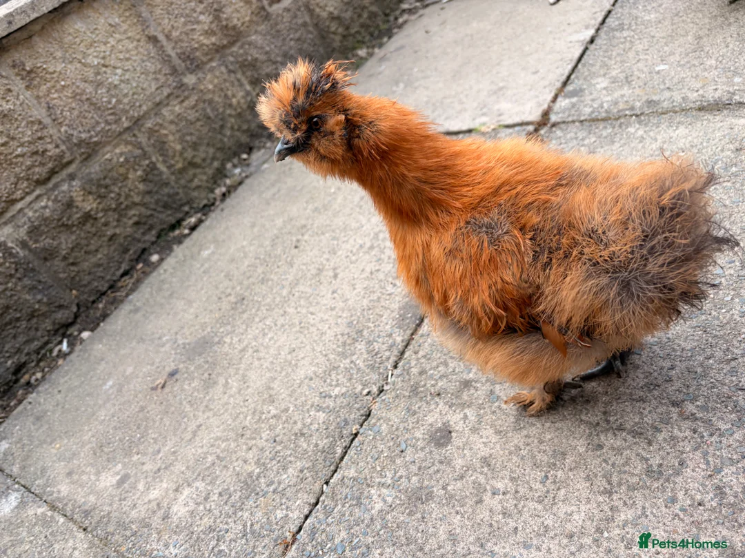 Chickens poultry for sale: Chicken silkey - Advert 6