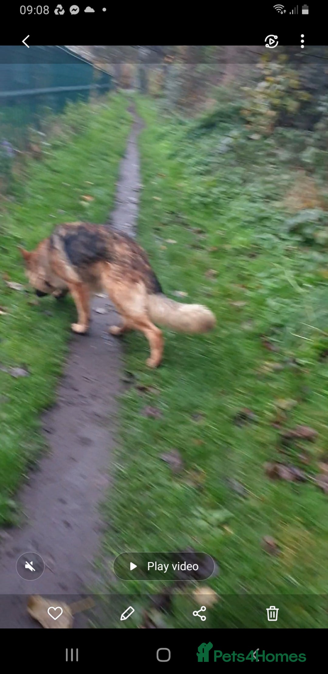 German Shepherd dogs for sale: FEMALE GERMAN SHEPHERD  - Advert 7