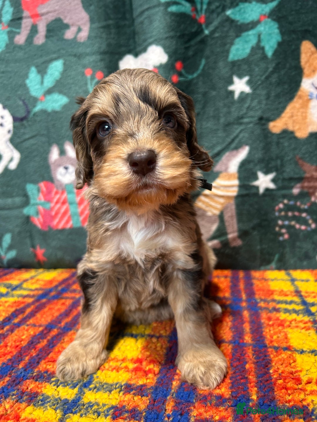 Cockapoo dogs for sale: Cute F1 cockapoo puppies  - Advert 9