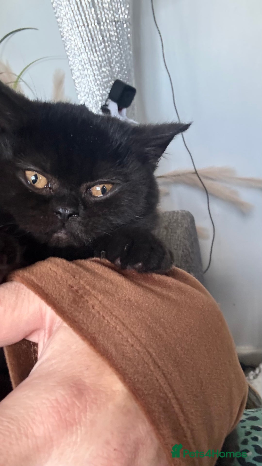 British Shorthair cats for sale: GCCF Registered 5 Generation British Shorthair - Advert 23