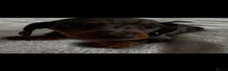 Dachshund dogs for sale: Home Reared Miniature Dachsund Puppies - Advert 12