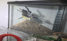 Tarantulas invertebrates for sale: Psalmopoeus Irminia / Venezuelan Sun Tiger AF - Image 5