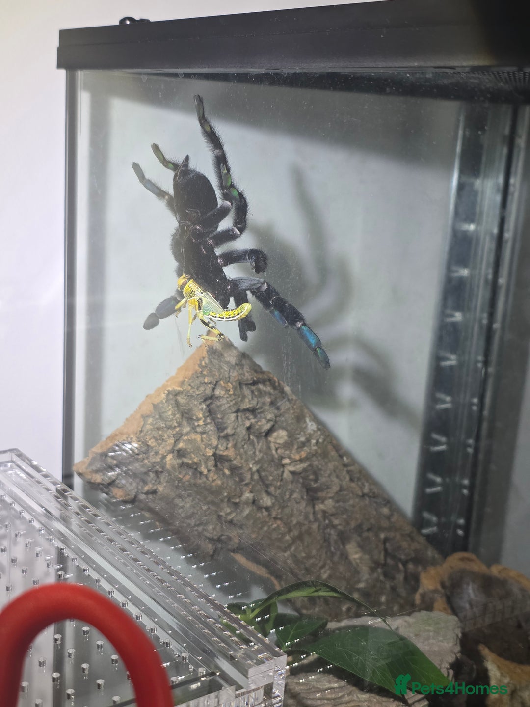 Tarantulas invertebrates for sale: Psalmopoeus Irminia / Venezuelan Sun Tiger AF - Image 5