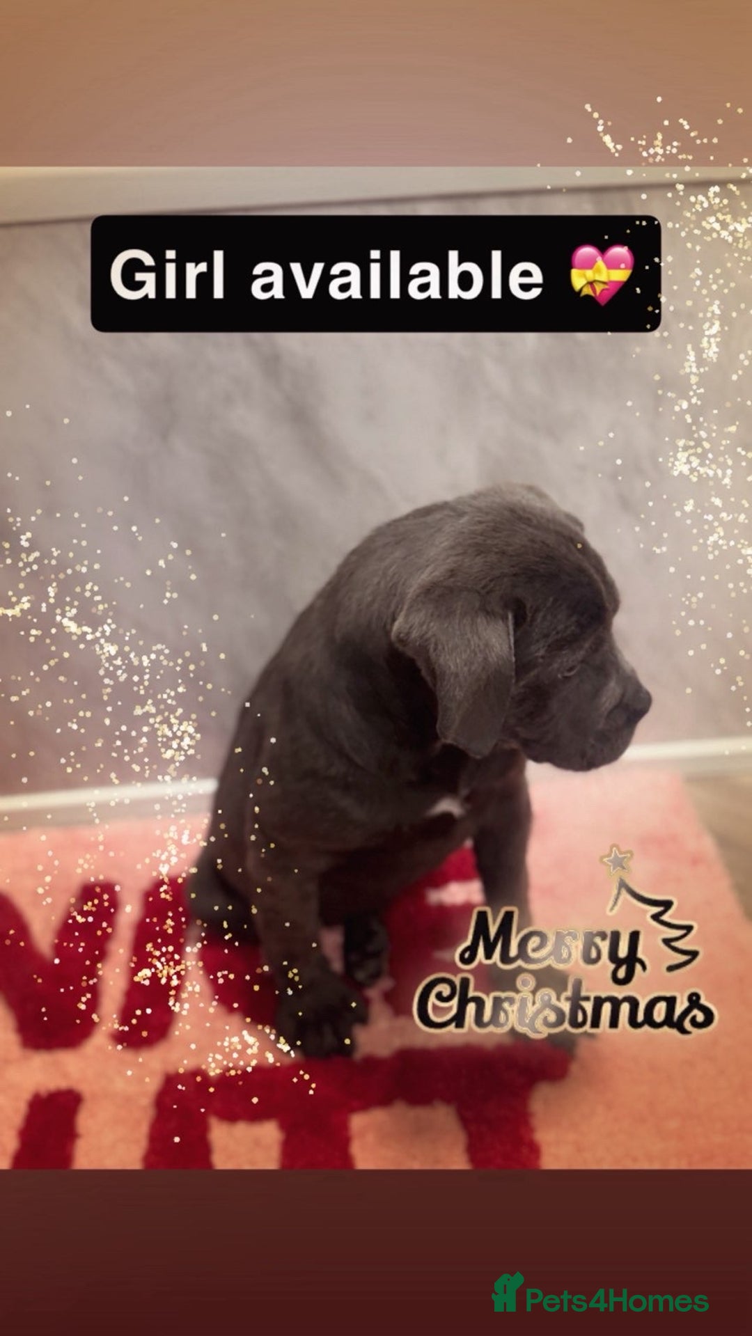 Cane Corso dogs for sale: Cane corso puppies - Advert 3