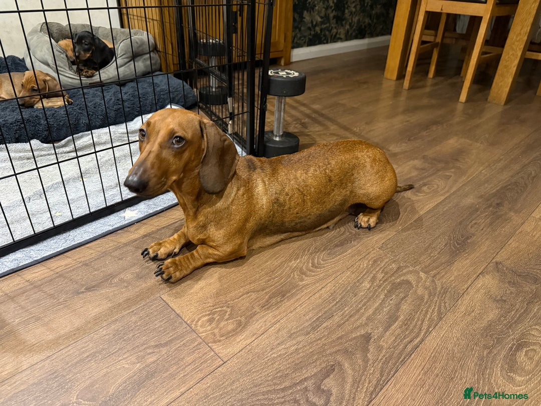Dachshund dogs for sale: Standard dachshund puppies in Crawley - Advert 2