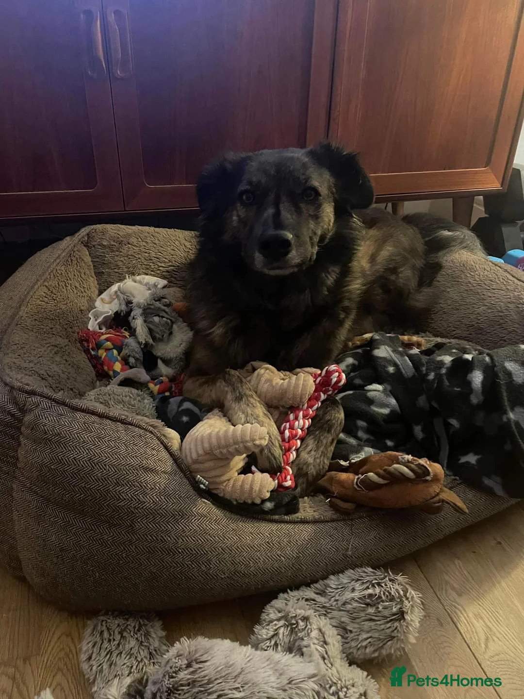 Mixed Breed dogs for adoption: Meet Lenny, currently residing in Southsea in Southsea - Advert 15