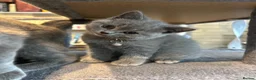 British Shorthair cats for sale: Adorable British Shorthair kitten in Kingston - Advert 9