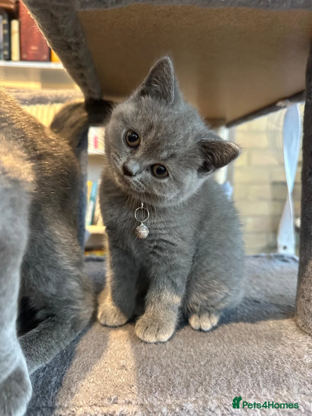British Shorthair cats for sale: Adorable British Shorthair kitten in Kingston - Advert 9