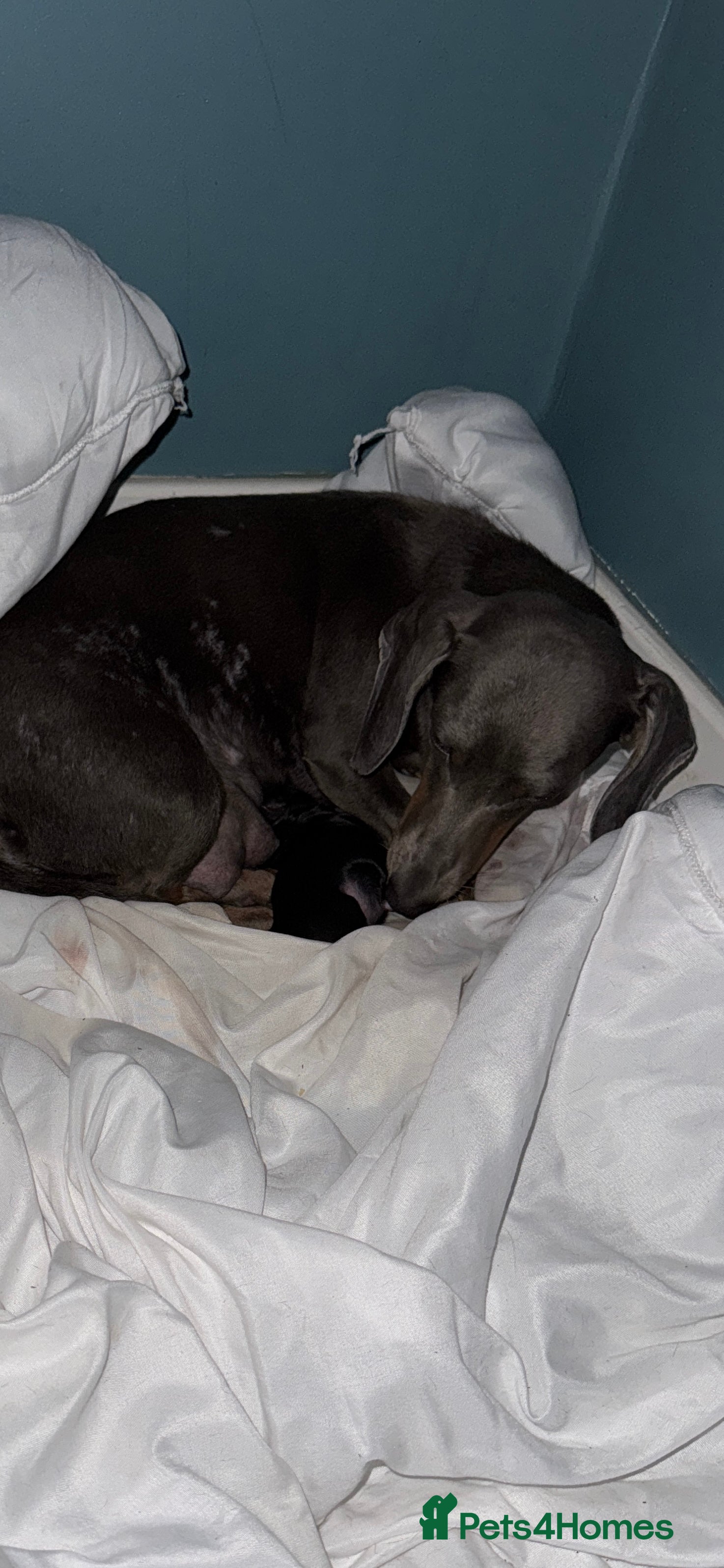 Chiweenie dogs Monty is looking for his new home - Advert 15