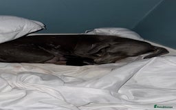 Chiweenie dogs for sale: Monty is looking for his new home - Advert 1