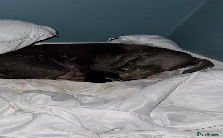 Chiweenie dogs Monty is looking for his new home - Advert 1