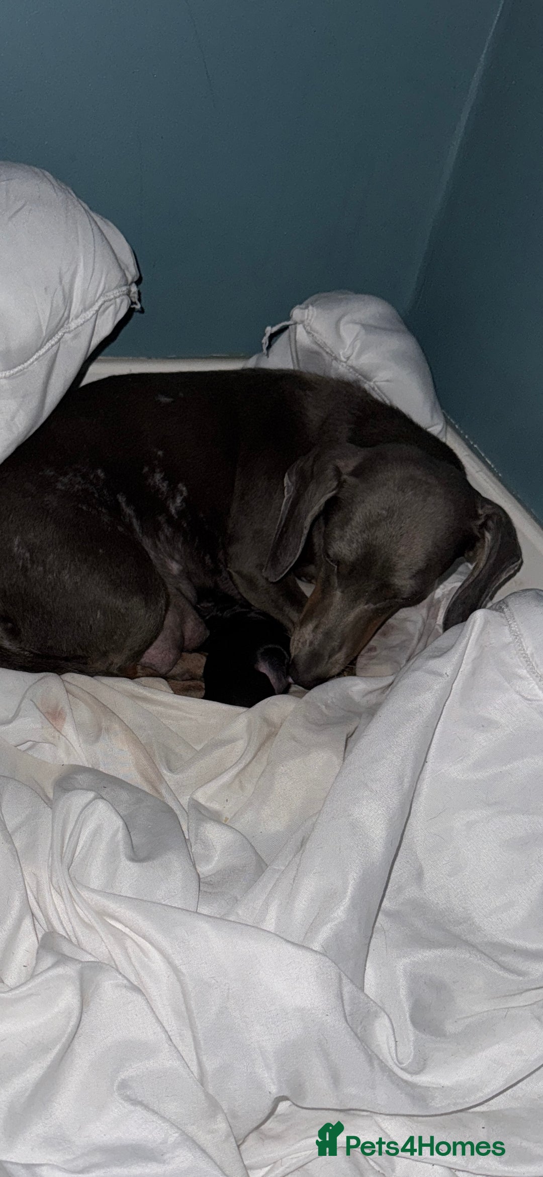 Chiweenie dogs for sale: Monty is looking for his new home - Advert 1