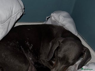 Chiweenie dogs Monty is looking for his new home - Advert 1