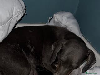 Chiweenie dogs Monty is looking for his new home - Advert 2