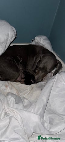 Chiweenie dogs Monty is looking for his new home - Advert 1