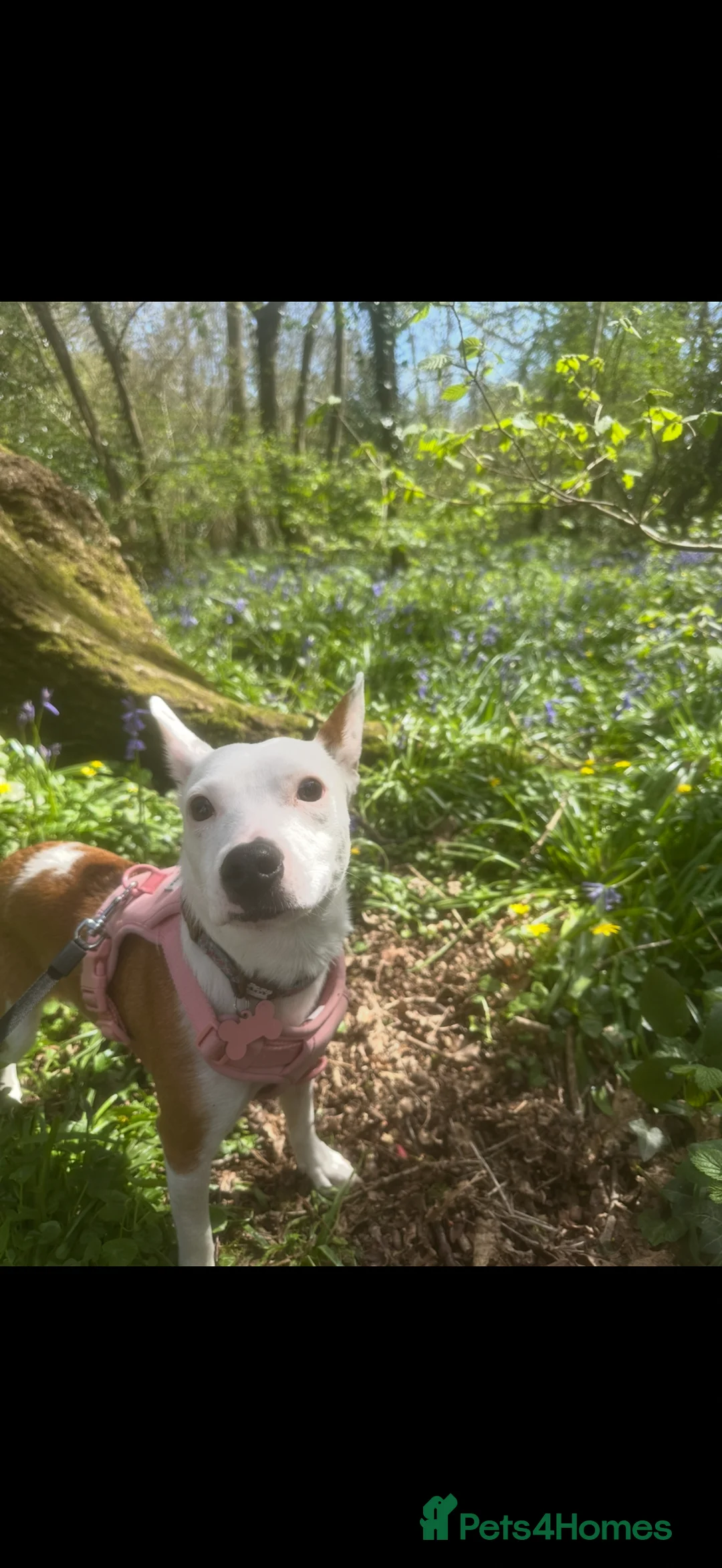 Mixed Breed dogs for sale: 10 month Jack Russell x Parson  - Advert 1