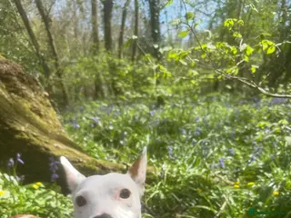 Mixed Breed dogs 10 month Jack Russell x Parson - Advert 1