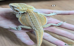 Bearded Dragon reptiles for sale: Baby Bearded dragons. Witblits, genetic stripes - Image 17