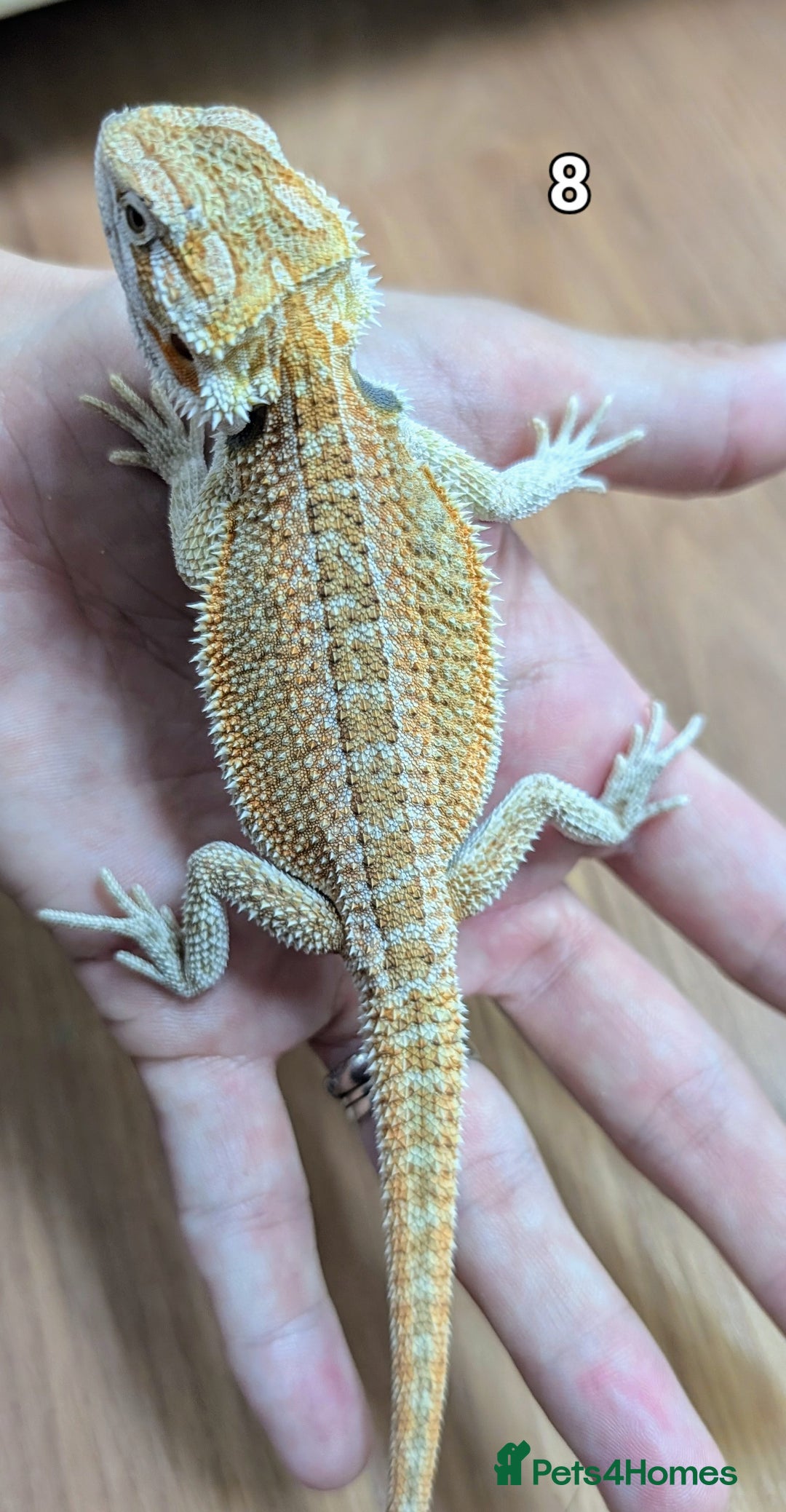 Bearded Dragon reptiles for sale: Baby Bearded dragons. Witblits, genetic stripes - Image 17