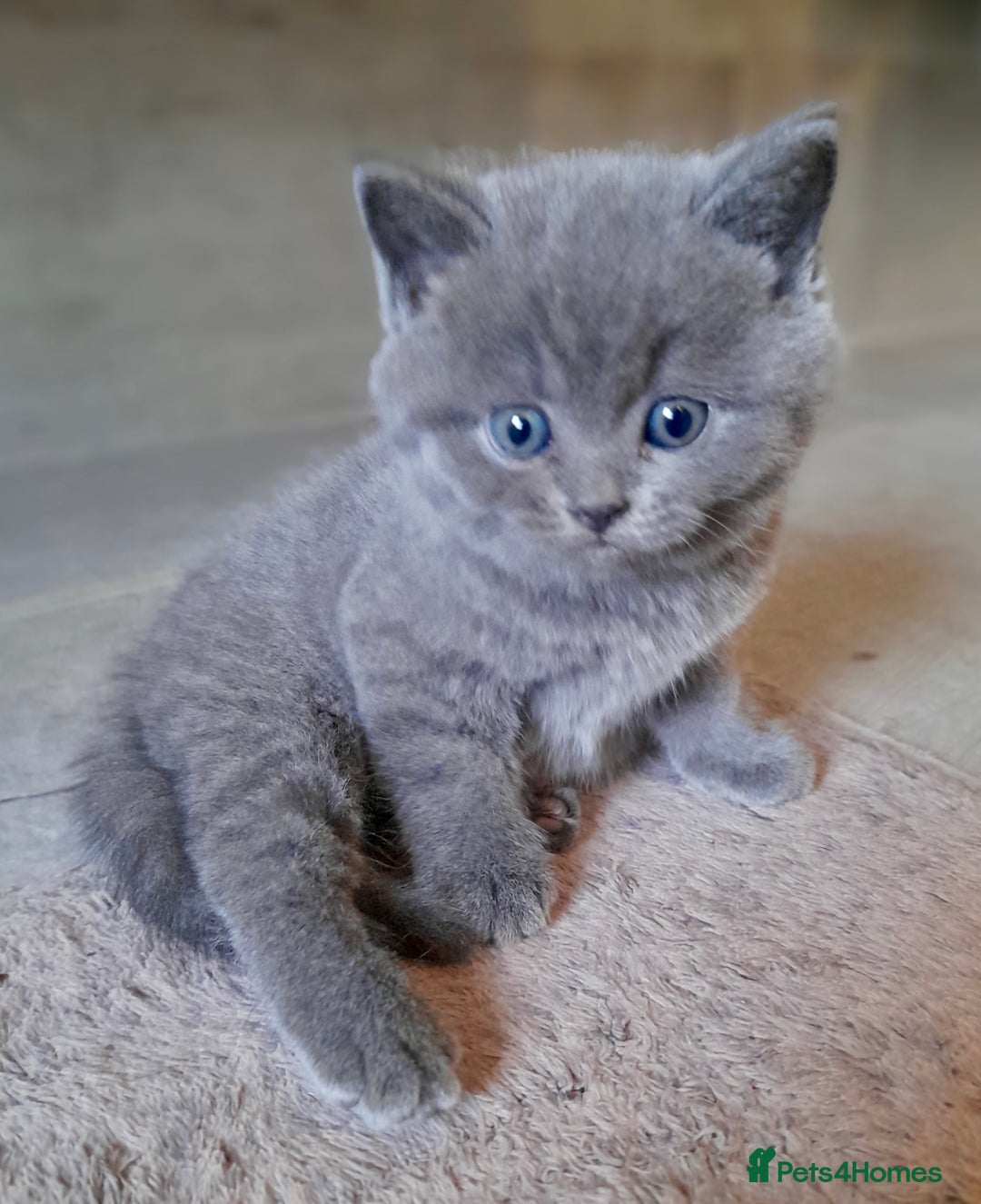 British Shorthair cats for sale: X-Large outstanding BSH kittens GCCF reg - Advert 6