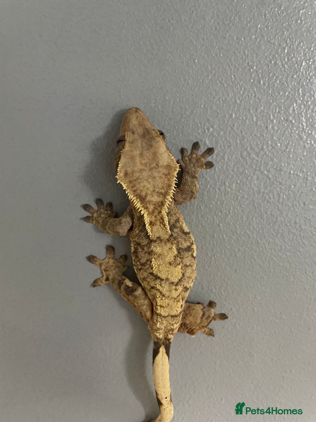 Gecko reptiles for sale: baby crested gecko and females - Image 10