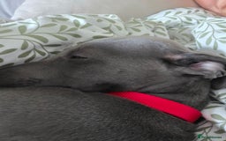 Whippet dogs for sale: Beautiful Male Whippet Puppy - Image 2