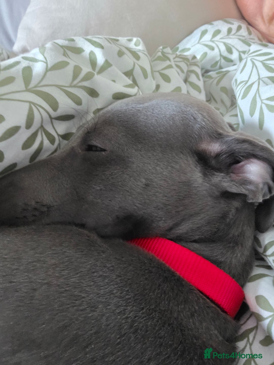 Whippet dogs for sale: Beautiful Male Whippet Puppy - Image 2