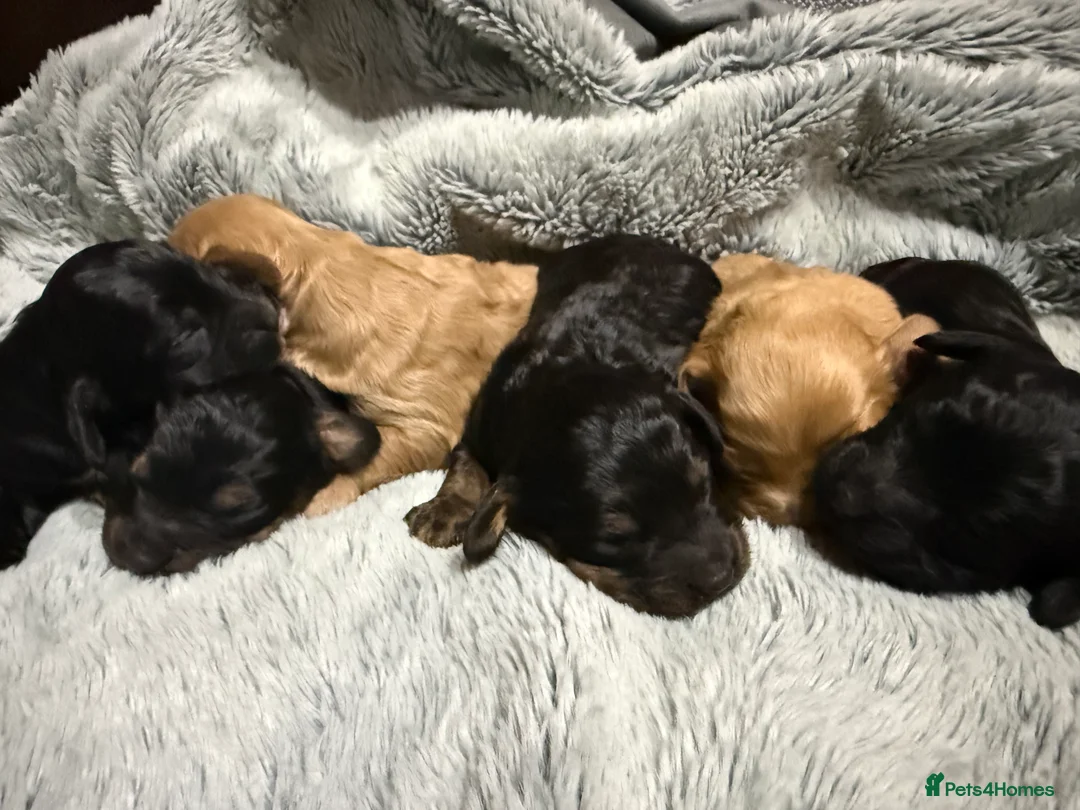 Cockapoo dogs for sale: Toy Cockapoos- KC & health tested parents  - Advert 14