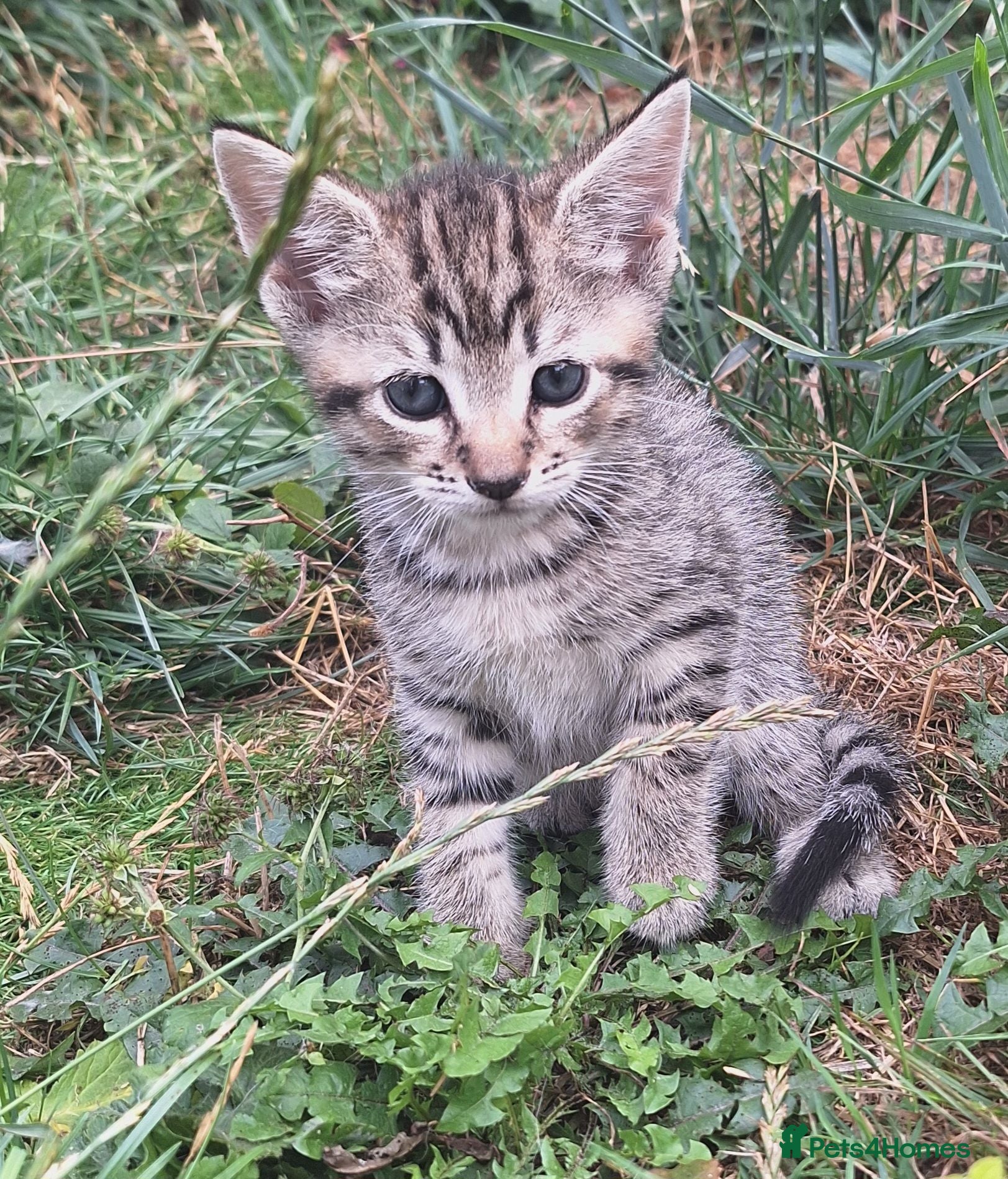 Mixed Breed cats Beautiful kittens  - Advert 9