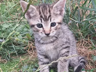 Mixed Breed cats Beautiful kittens - Advert 9