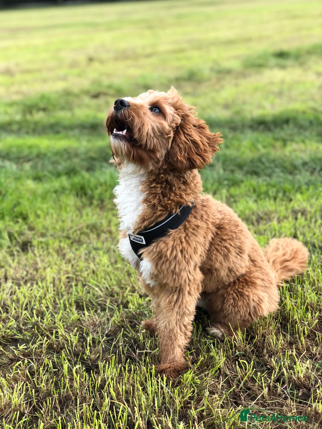 Cavapoo dogs for stud: Proven Toy Cavapoo Stud Extensively Health Checked in Preston - Advert 13