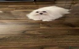 Maltese dogs for stud: Maltese stud only !!   - Image 3