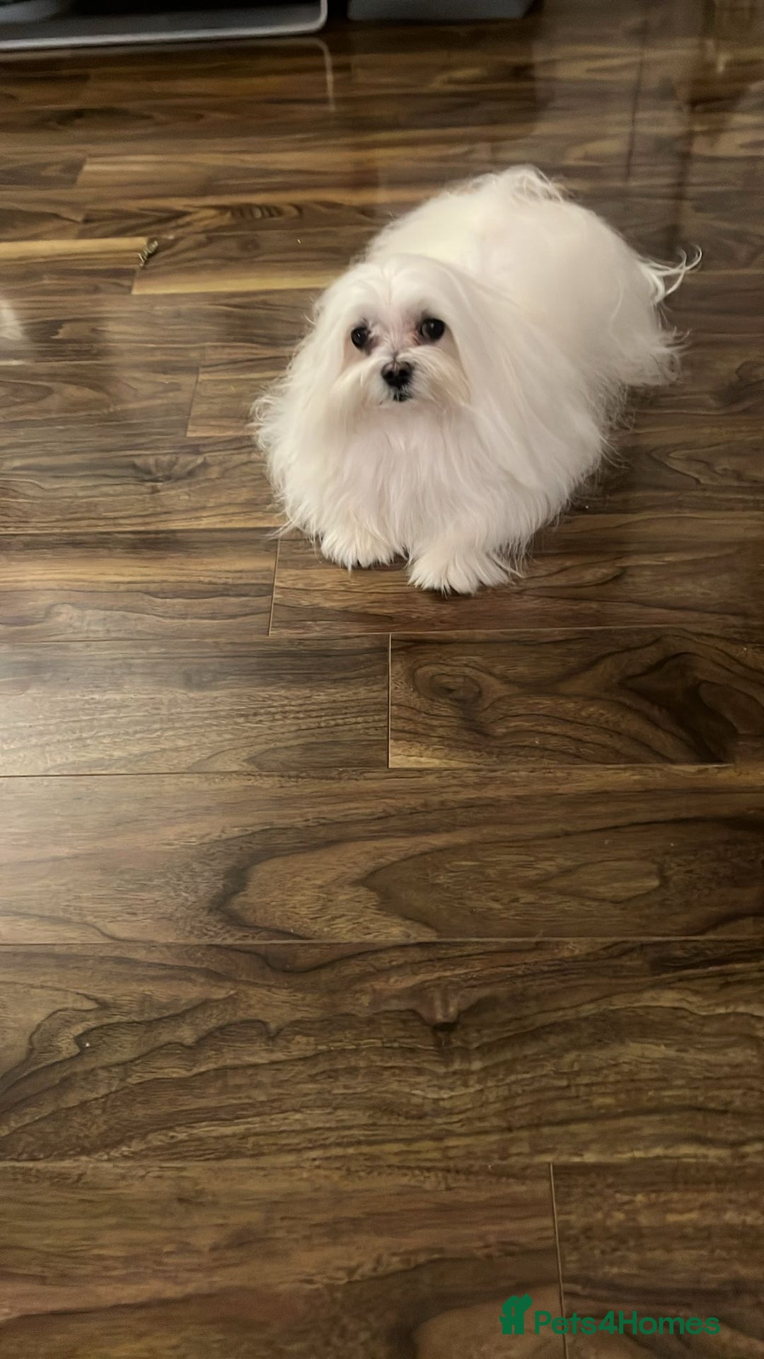 Maltese dogs for stud: Maltese stud only !!   - Image 3