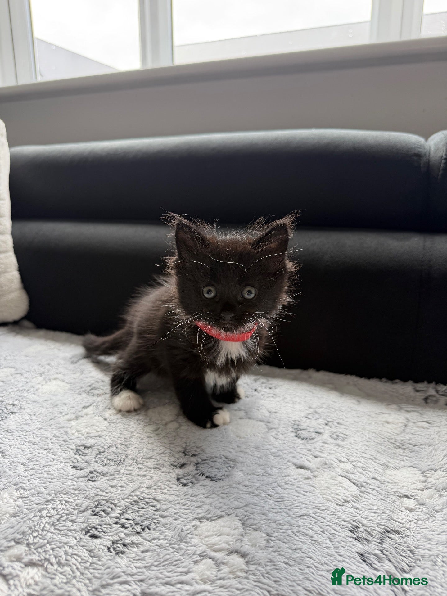 Mixed Breed cats Gorgeous Black & White Kittens – Boys & Girls - Advert 5