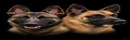 Belgian Shepherd Dog dogs for sale: BELGIAN MALINOIS PUPPIES – DEPOSITS BEING TAKEN - Advert 2