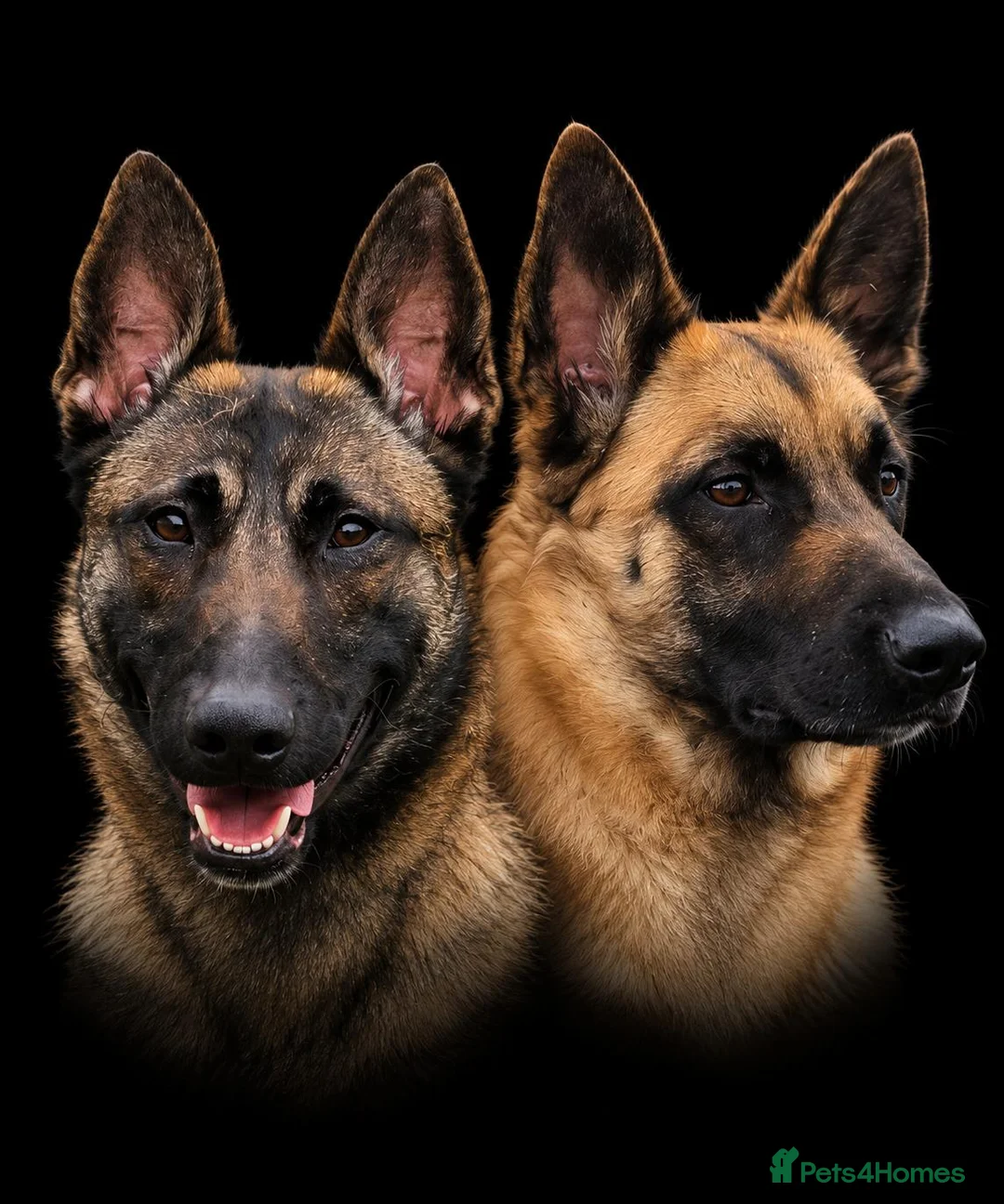 Belgian Shepherd Dog dogs for sale: BELGIAN MALINOIS PUPPIES – DEPOSITS BEING TAKEN - Advert 2