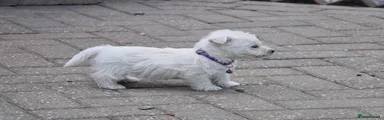 West Highland Terrier 2