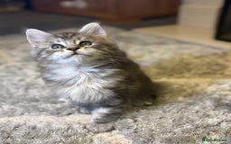 Maine Coon cats for sale: Stunning Maine coon kittens - Image 6