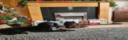 Cocker Spaniel dogs for sale: Beautiful Cocker Spaniel puppies  in Sheffield - Advert 7