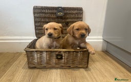 Labrador Retriever dogs for sale: My lovely Labrador puppies - Image 10