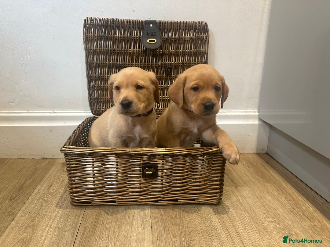 Labrador Retriever dogs for sale: My lovely Labrador puppies - Image 10