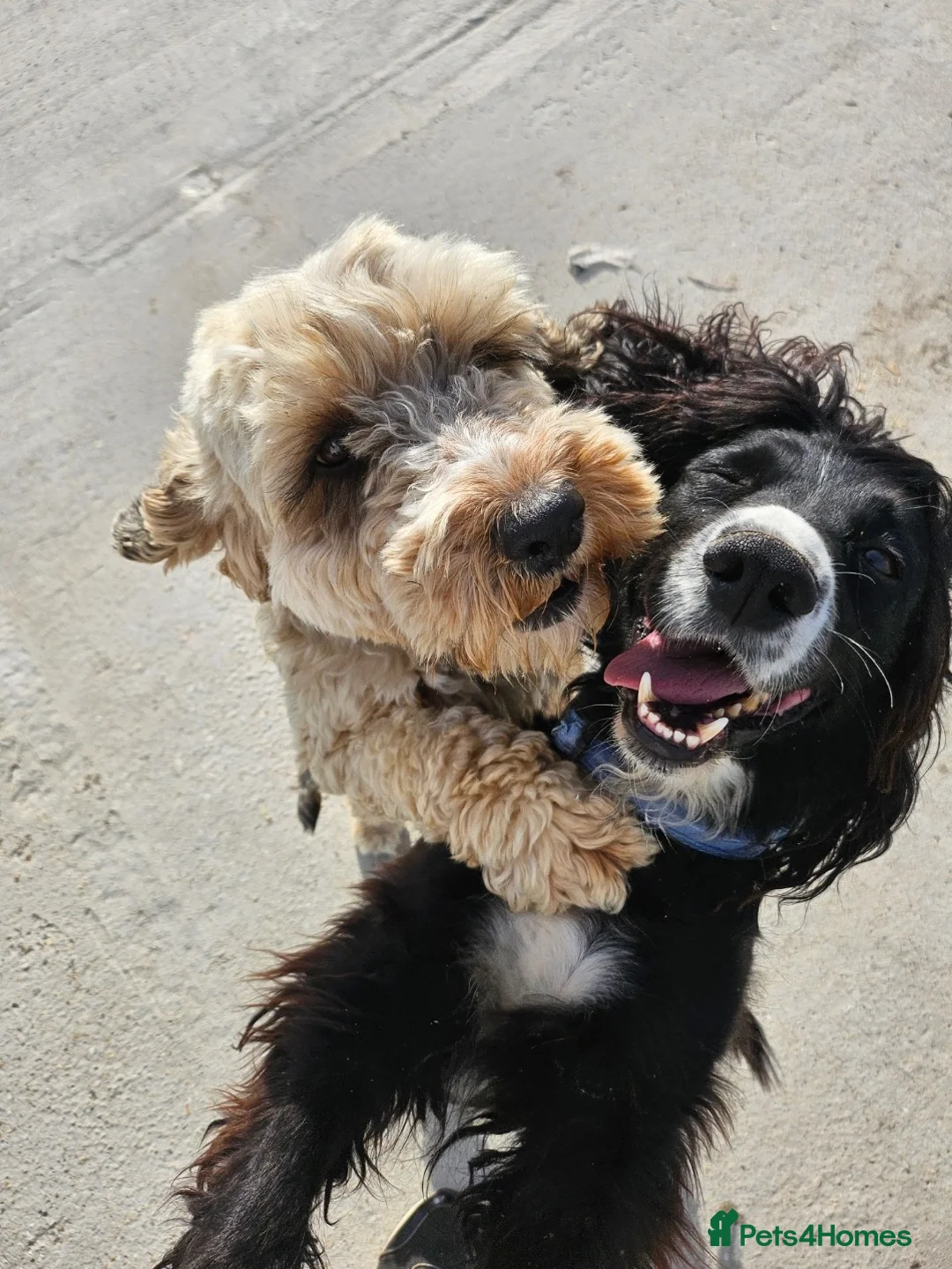 Cockapoo dogs for sale: 12 stunning cockapoo puppies ready now - Advert 23