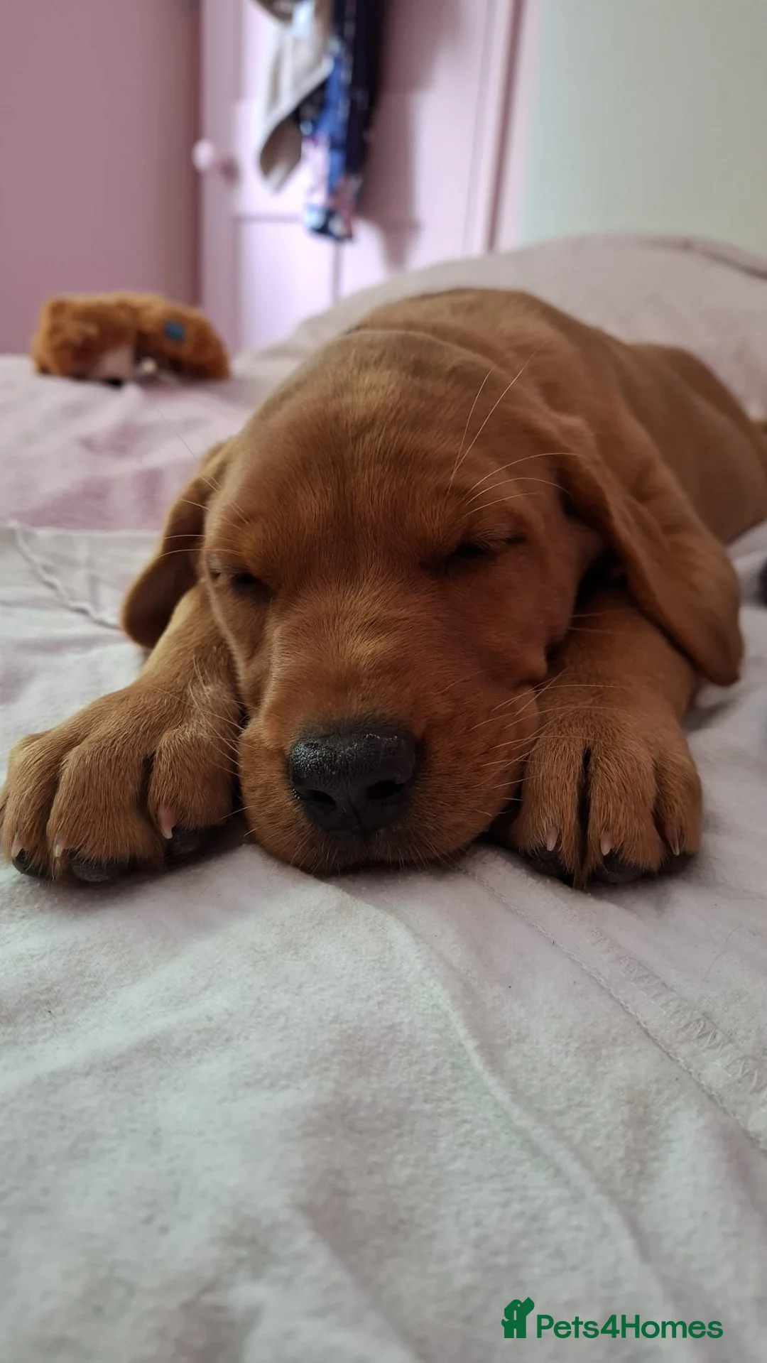 Labrador Retriever dogs for sale: Fox red Lab puppy - Advert 2