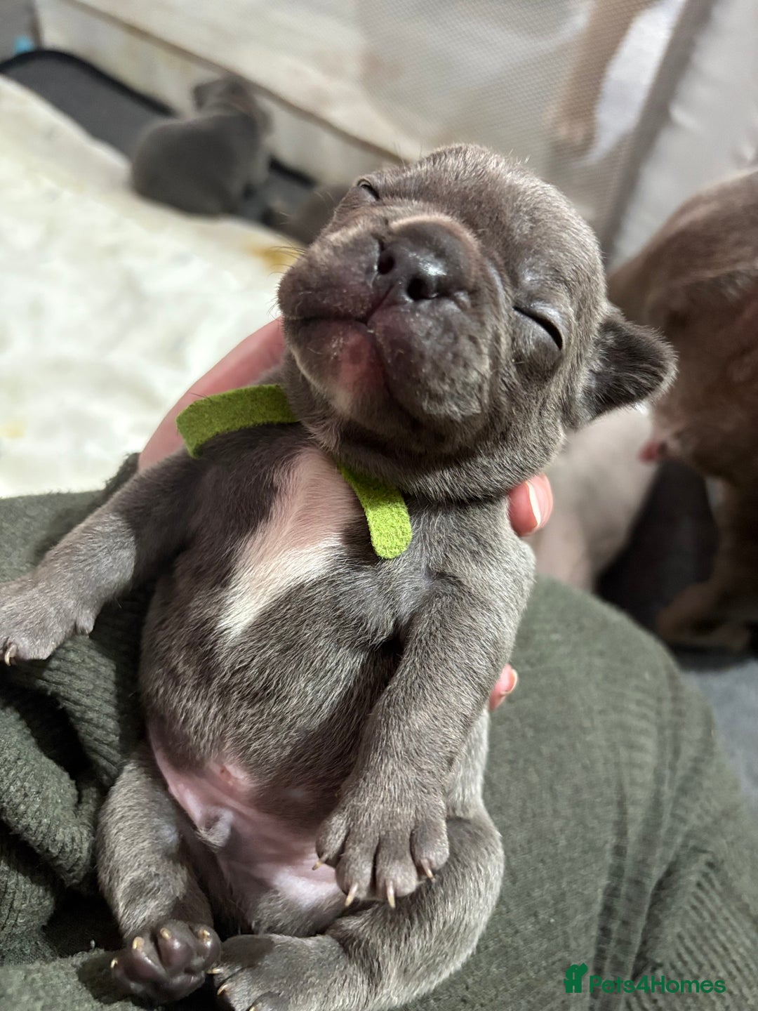 French Bulldog dogs for sale: Beautiful boy looking forever home  - Advert 10